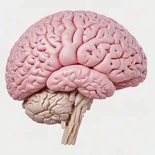brain png