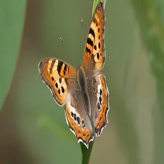 cute butterfly