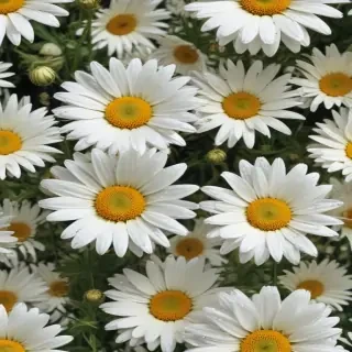 aesthetic daisy wallpaper