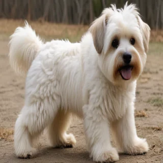 bolonoodle dog breed