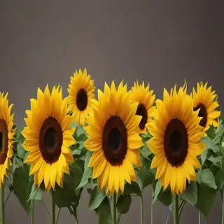 sunflowers png