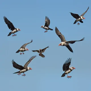 flying birds png