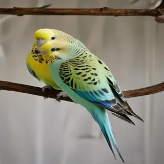 budgies