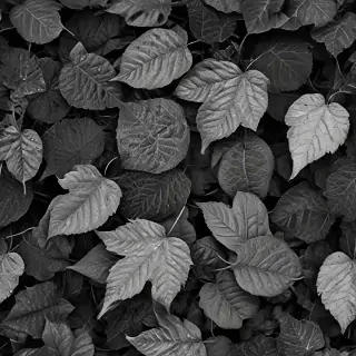 leaves black and white