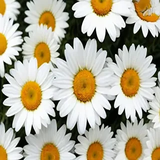 daisy wallpaper for desktop