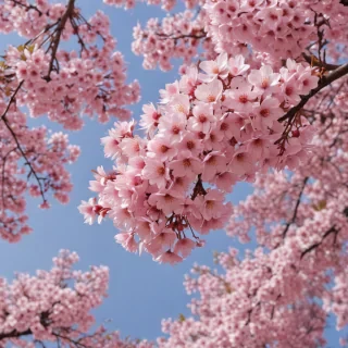 sakura flower