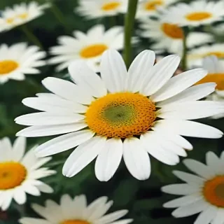 daisy wallpaper for desktop