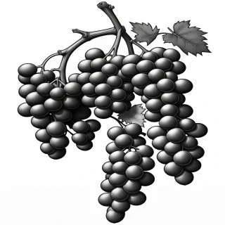 grapes clipart black and white