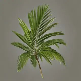 palm tree leaf png