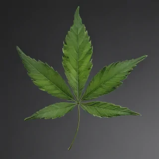 weed leaf png