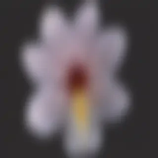 transparent flower outline