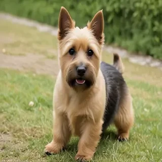 norwich terrier