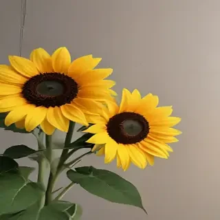 aesthetic sunflower
