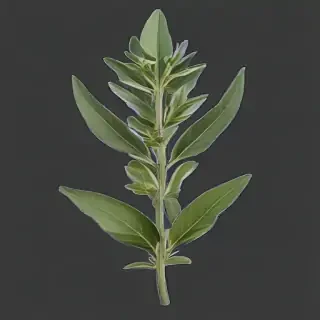 sage png