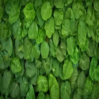 green leaf background