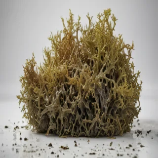seaweed png