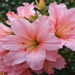 azalea flower