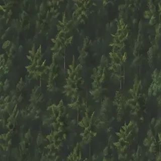 forest png