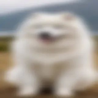 samoyed dog breed