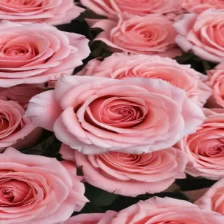 aesthetic rose background