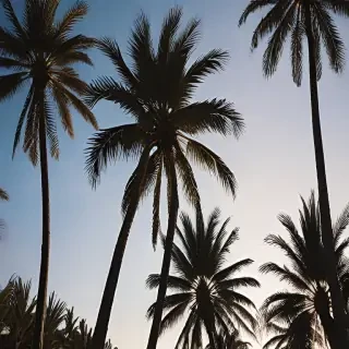 palm trees background