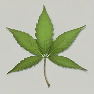 pot leaf png