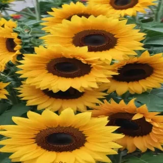 sunflowers aesthetic