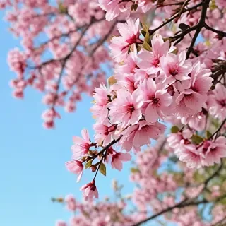 spring iphone wallpaper
