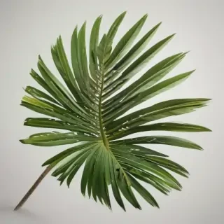 palm tree leaf png