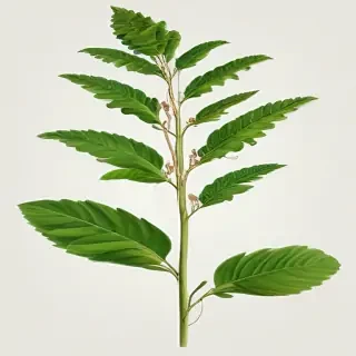 plant png clipart
