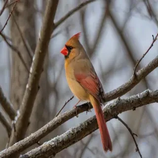 female cardinal