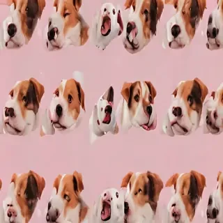 aesthetic dog wallpaper