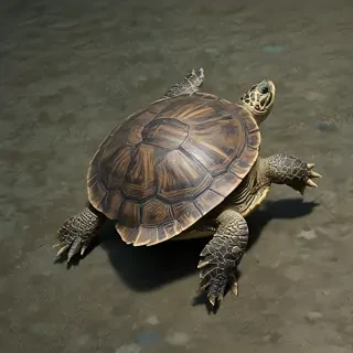turtle wallpaper