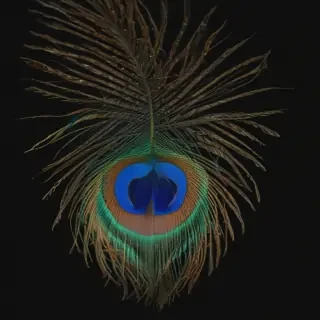 peacock feather png