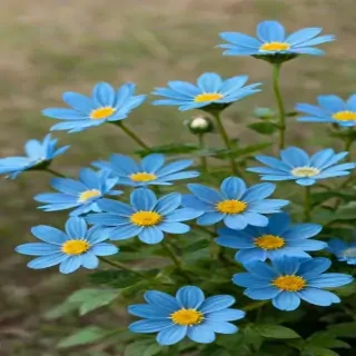 blue flowers transparent