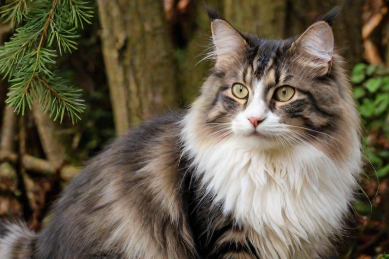 norwegian forest cat breed