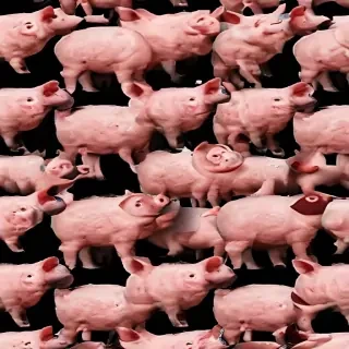 pig background