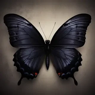 black butterfly wallpaper hd