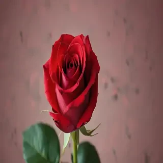 image of a red rose