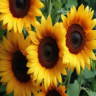 iphone cute sunflower wallpaper