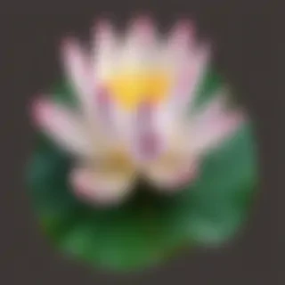 lotus flower png