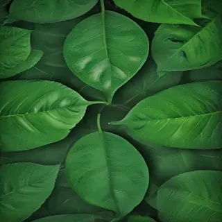green leaf background