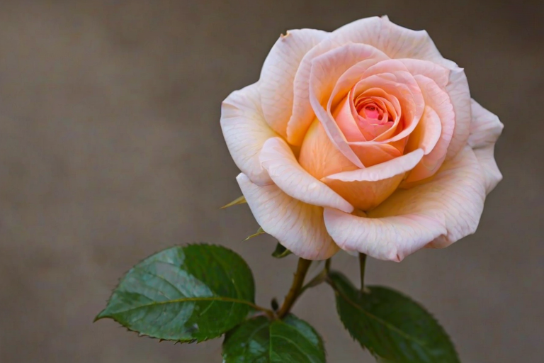 rose flower