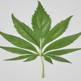 weed leaf png