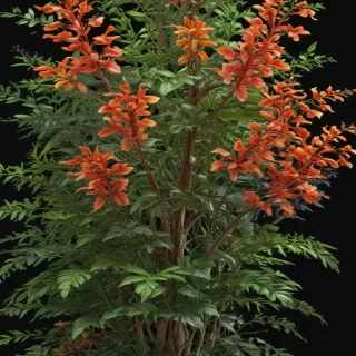 transparent plants
