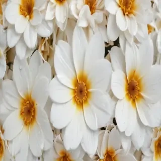 flower on white background
