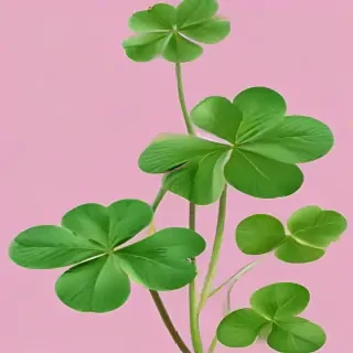 clover png