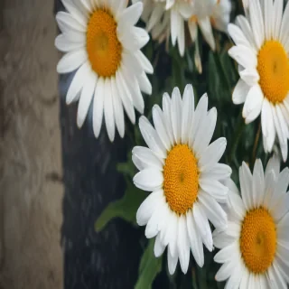 iphone daisy wallpaper