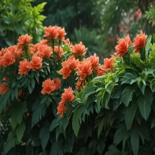 plants zoom backgrounds
