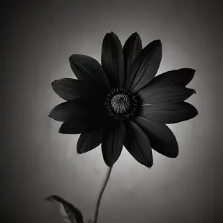 black flower